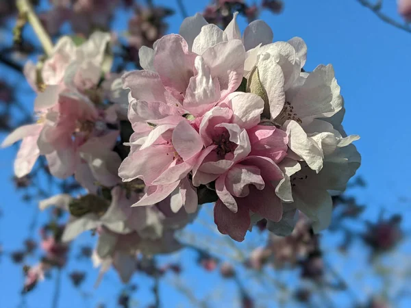 Вибірковий Фокус Зображення Квітів Білої Яблуні Під Час Денного Світла — стокове фото