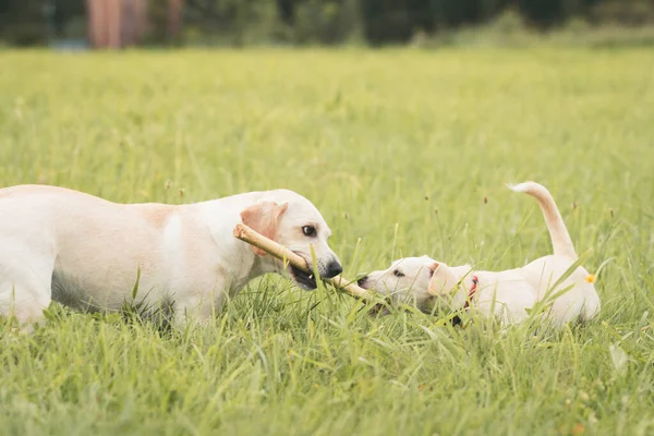 Labrador Pies Bawi Się Słoneczny Letni Dzień Wsi — Zdjęcie stockowe