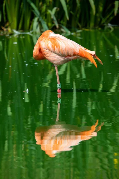 Tiro Vertical Flamingo Descansando Água Zsl Whipsnade Zoo Bedfordshire Inglaterra — Fotografia de Stock