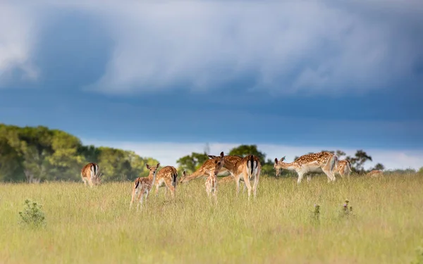 Beau Coup Cerf Dans Nature Sauvage — Photo