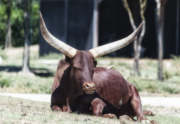 Ein Prächtiger Büffel Liegt Sonnenlicht Auf Einem Eingezäunten Gelände Zoo — Stockfoto