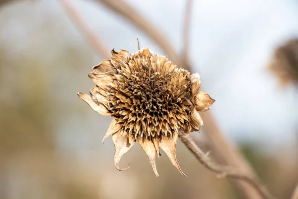 Close Uma Flor Seca Seca Jardim Outono — Fotografia de Stock