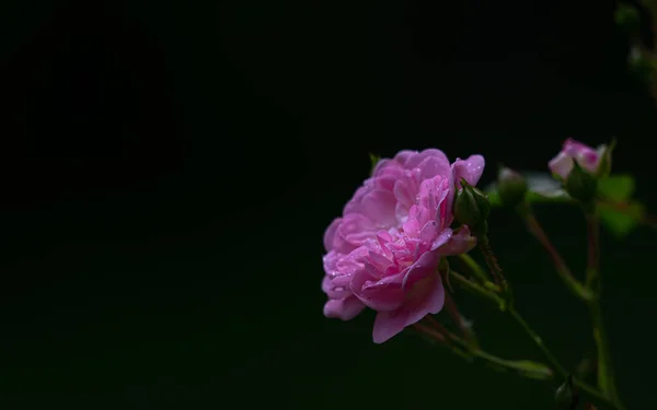 Gros Plan Une Belle Rose Dans Jardin Botanique — Photo