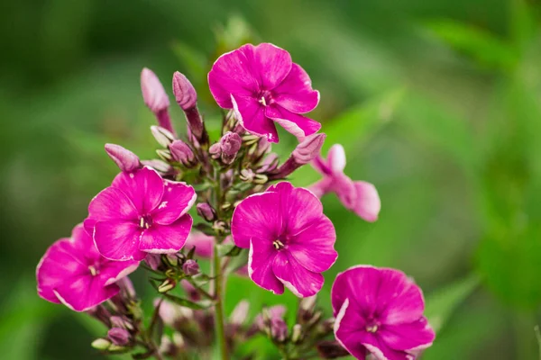 Eine Nahaufnahme Einer Schönen Blume — Stockfoto