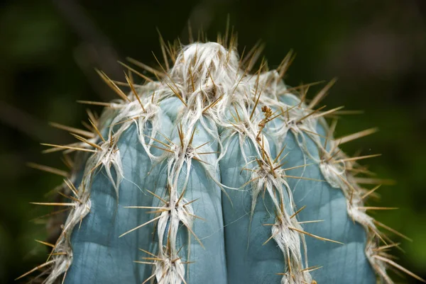 Primer Plano Cactus Forma Globo Con Espinas Largas —  Fotos de Stock