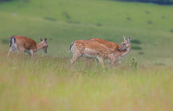 Ein Schuss Hirsch Auf Einem Feld — Stockfoto