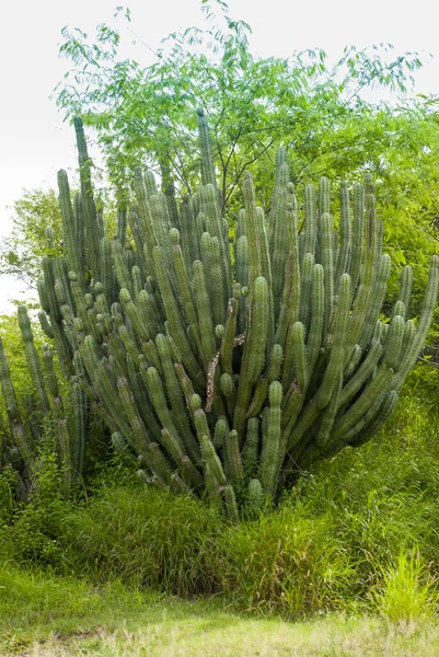 Kaktus Trockenen Land Von Guatemala Mittelamerika Botanisch — Stockfoto