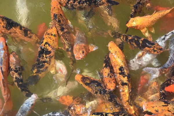 Sebuah Foto Closeup Dari Ikan Koi Ikan Koi Berwarna Permukaan — Stok Foto