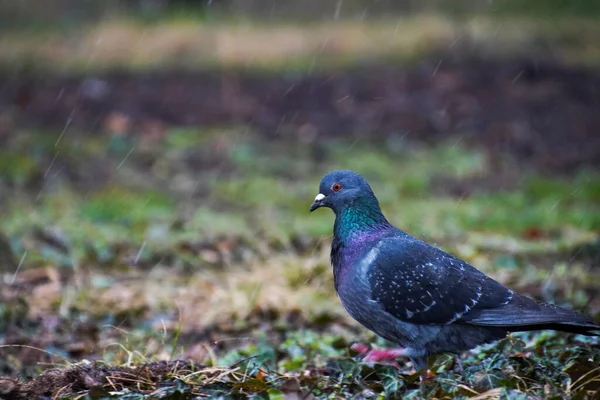 Bulanık Bir Arkaplanda Mavi Bir Güvercinin Yakın Plan Çekimi — Stok fotoğraf