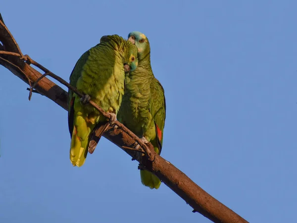 Divoké Dvojice Amazonek Tyrkysovou Fasádou Amazona Aestiva Veřejném Parku Lago — Stock fotografie