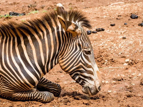 Ein Zebra Liegt Auf Dem Boden — Stockfoto