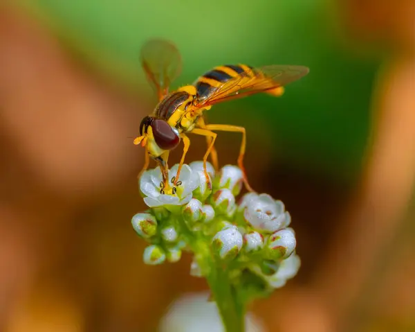Eine Nahaufnahme Einer Biene Die Auf Einer Weißen Blume Sitzt — Stockfoto