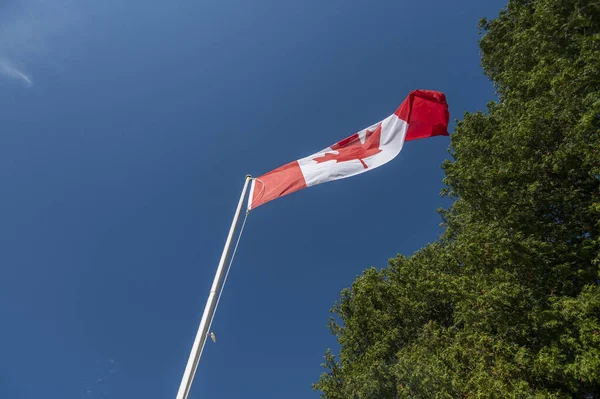 Kanadai Zászló Alacsony Szöge Nap Alatt Fák Közelében — Stock Fotó