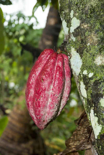 Cacao Guatemalából Friss Gyümölcs Fán Teobroma Kakaó — Stock Fotó