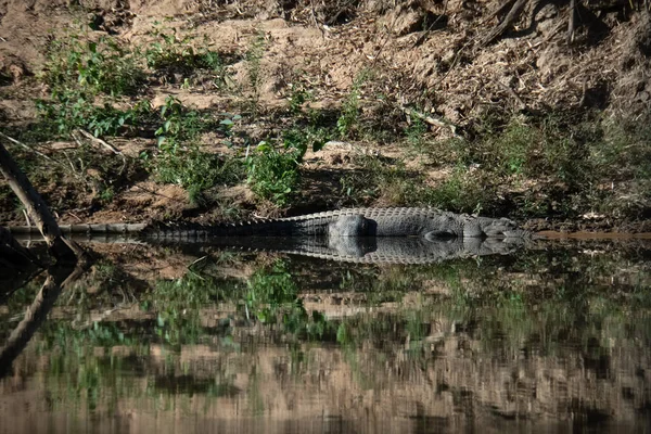 Alligator Couché Près Lac Falaise Rocheuse — Photo