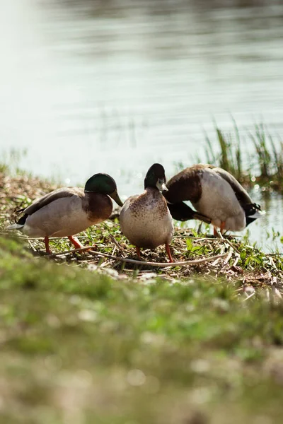 在欧洲中部与湖面相遇的鸭子 — 图库照片