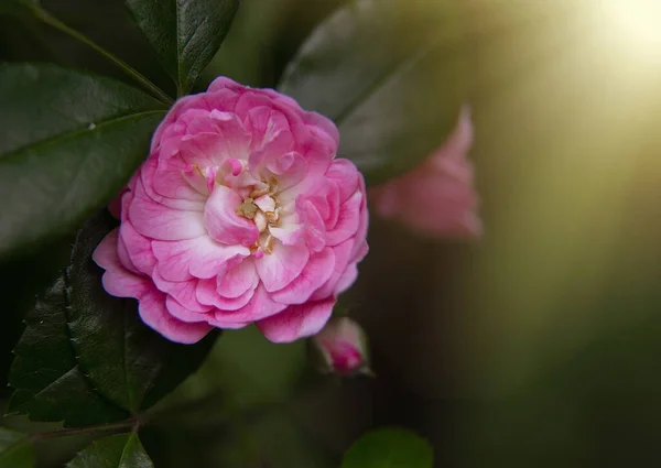 Selektivní Ostření Záběr Krásné Růžové Kamélie — Stock fotografie