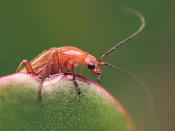 Closeup Shot Small Insect Green Leaf — Stock Photo, Image