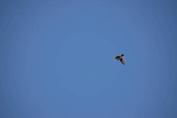 Een Vogel Vliegend Onder Blauwe Lucht — Stockfoto