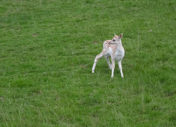 野原で若い鹿が撃たれた — ストック写真