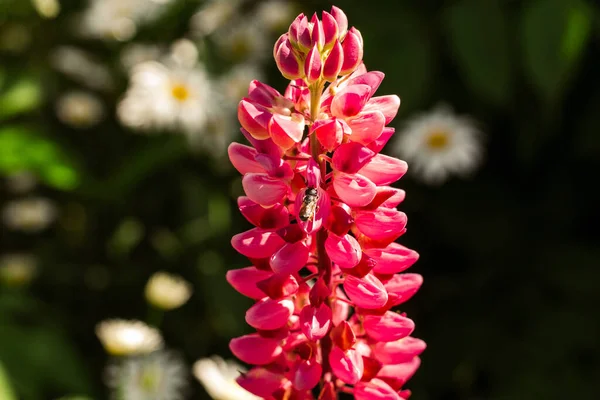 Gros Plan Une Belle Fleur — Photo