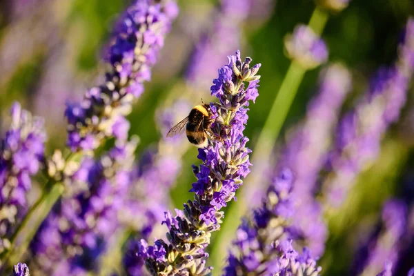 Mise Point Sélective Une Abeille Sur Des Fleurs Lavande Fleurs — Photo