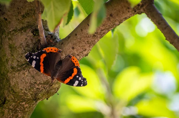 Closeup Shot Beautiful Butterfly Perched Tree Blurred Background — Stock Photo, Image