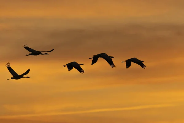 在美丽的落日下 海鸥的特写镜头勾勒出了它们的轮廓 — 图库照片