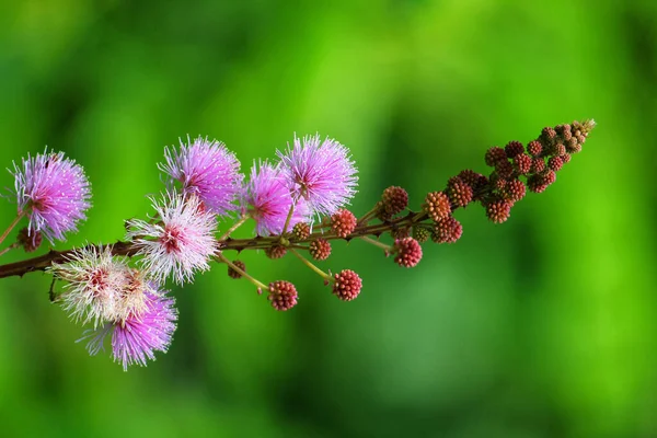 Enfoque Selectivo Las Flores Mimosas Sobre Fondo Borroso —  Fotos de Stock