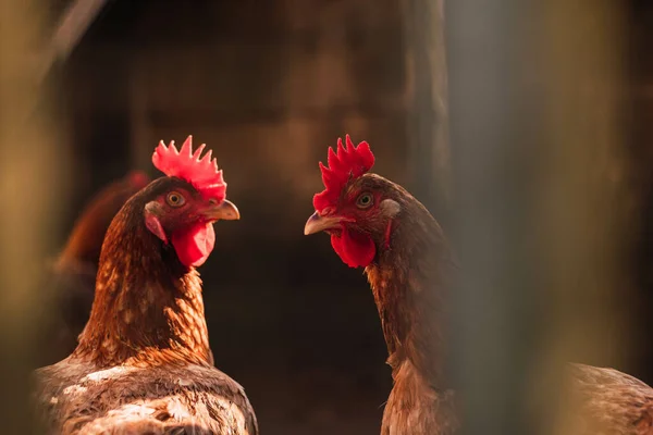 Een Close Van Rood Bruine Kippen Het Kippenhok — Stockfoto