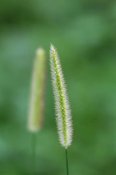 Ein Selektiver Fokus Aus Reifem Taubengras Mit Unscharfem Spiegelbild Hintergrund — Stockfoto