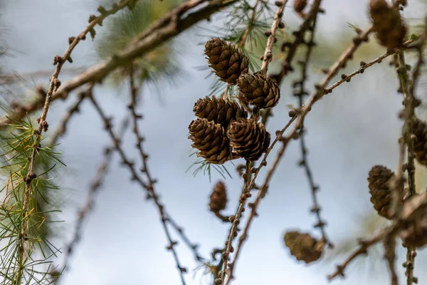 松の実と枝のクローズアップ — ストック写真
