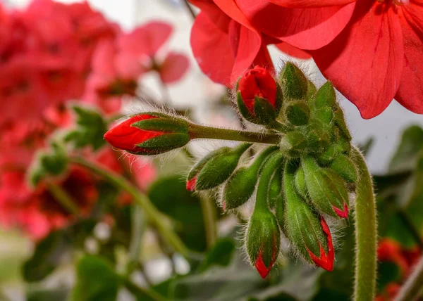 Gros Plan Bourgeons Floraux Roses Vibrants Qui Commencent Ouvrir Dans — Photo