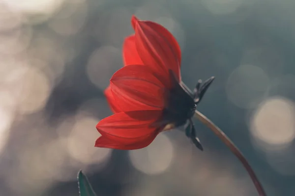 一朵盛开的红花的特写 — 图库照片