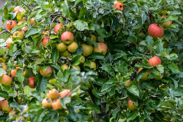 Primer Plano Manzanas Maduras Los Árboles — Foto de Stock