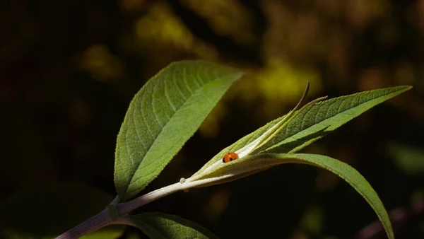 Primer Plano Una Pequeña Mariquita Sobre Una Hoja Verde Sobre — Foto de Stock