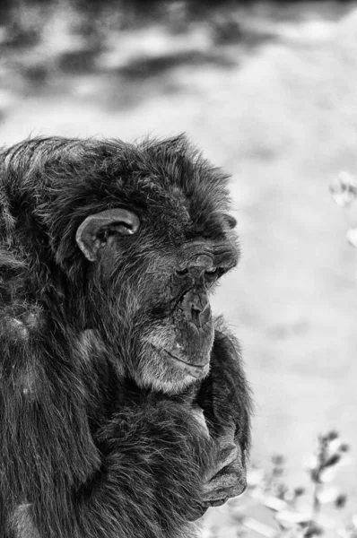 Eine Vertikale Graustufenaufnahme Eines Traurigen Und Einsamen Affen Eingefangen Zoo — Stockfoto