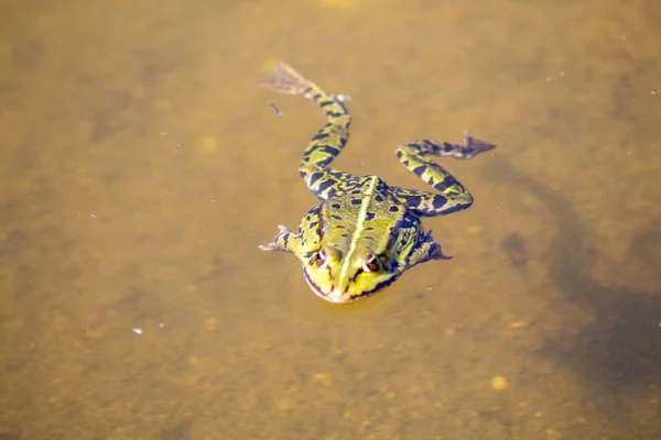 Ein Frosch Schwimmt Einem See — Stockfoto