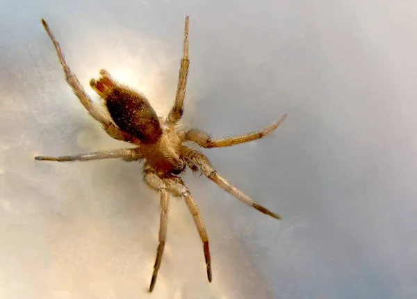 Een Close Shot Van Een Zevenbenige Freak — Stockfoto