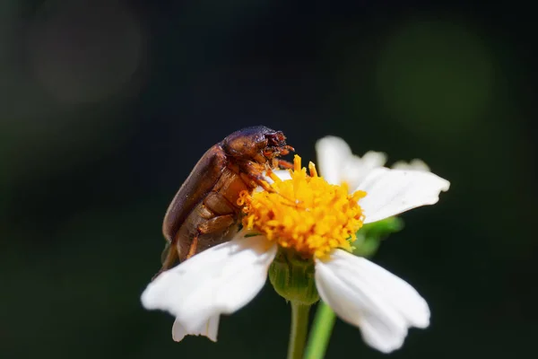 Primo Piano Uno Scarabeo Maggio Appollaiato Fiore Uno Sfondo Sfocato — Foto Stock