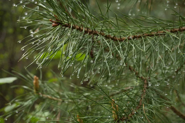 松の木の湿った葉の上に雨滴のクローズアップショット — ストック写真