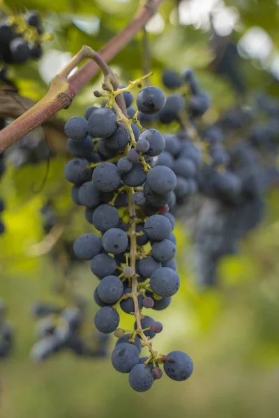 Une Sélection Bouquet Raisins Bleus Sur Une Vigne — Photo