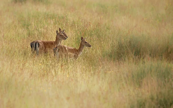 Ein Schöner Schuss Hirsch Der Wildnis — Stockfoto