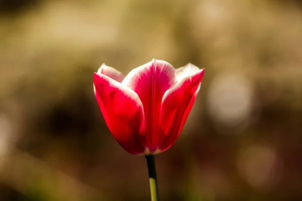 Detailní Záběr Krásné Tuli — Stock fotografie