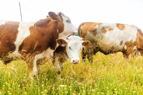 Closeup Shot Cow Grazing Wildflowers — Stock Photo, Image