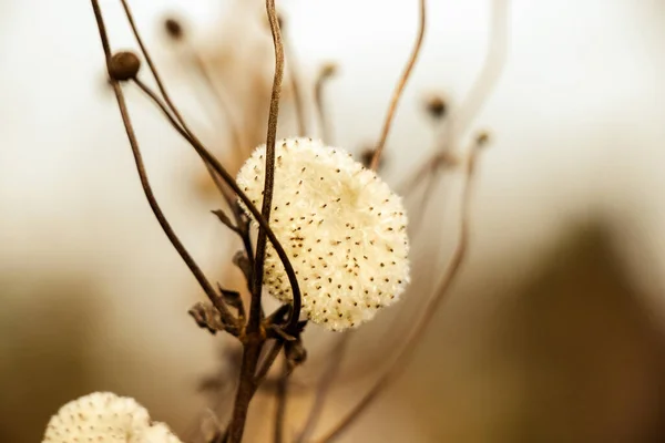 Крупним Планом Сухі Сухі Квіти Осінньому Саду — стокове фото