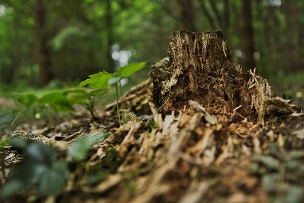 Tiro Close Dos Restos Uma Árvore Uma Floresta — Fotografia de Stock