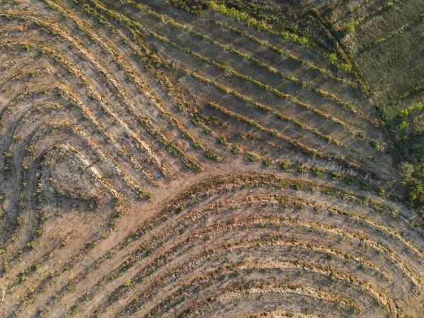 ギリシャのレスボスにある新鮮に植えられたオリーブ畑の空中撮影 — ストック写真