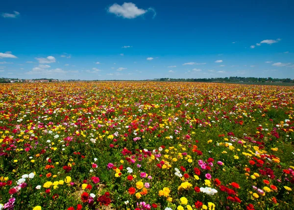 Vasto Campo Cheio Flores Coloridas Brilhando Luz Sol Sob Céu — Fotografia de Stock