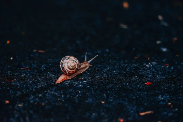 Snail Dark Ground — Stock Photo, Image